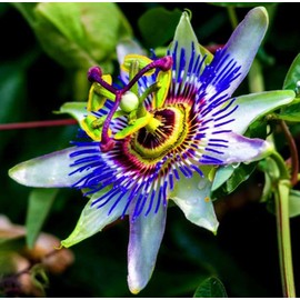 50pcs Passion Flower Dwarf Jewel Mix Flower to Planting