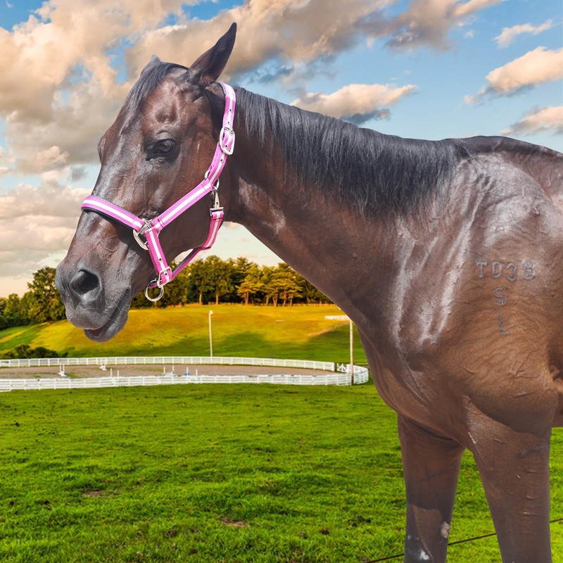 Gallopoff Headcollar for Horses, Thickened Adjustable Headcollar, Horse Halter, Durable
