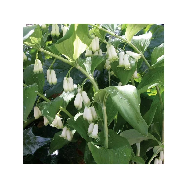 Roots Solomon's Seals Bare-root - 5