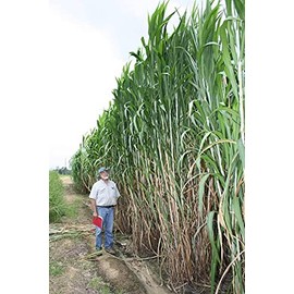 Elephant Grass Seeds - Tallest Grass in The World - Ships from Iowa, Made in USA (250 Seeds)