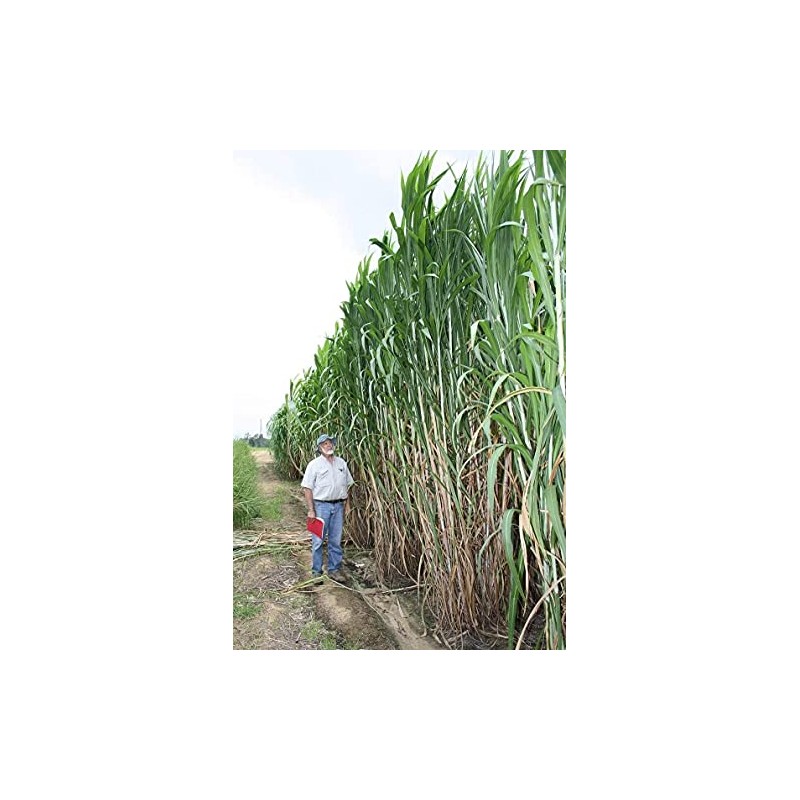 Elephant Grass Seeds - Tallest Grass in The World -