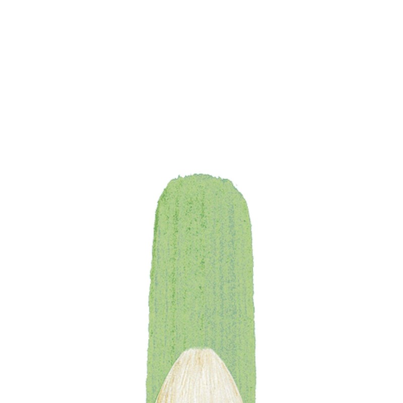 Winsor & Newton Size 6 Winton Hog Filbert Brush