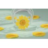 Unbranded 12PCS Real Pressed Dry flowers, daisy Flower supply for
