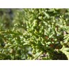 Bonsai Tree | Rocky Mountain Juniper | Seed Grow Kit