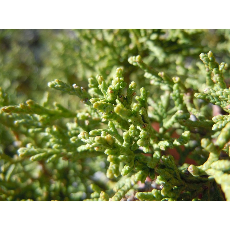 Bonsai Tree | Rocky Mountain Juniper | Seed Grow Kit