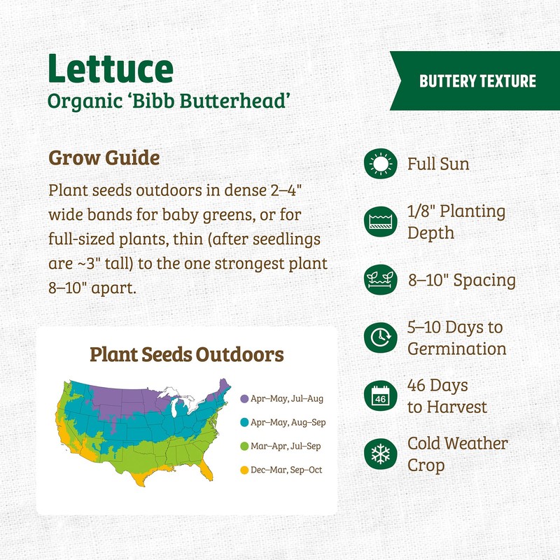 Seed Packet - Lettuce 'Bibb Butterhead' 420mg
