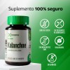 Castao De Indias Kalanchoe 60 Cps Bienestar De Piernas Sin