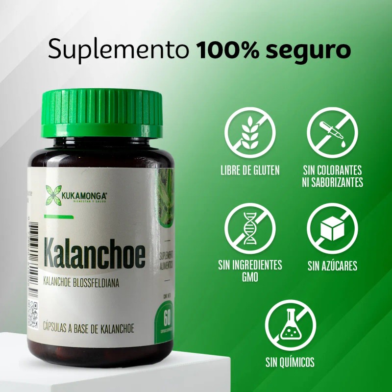 Castao De Indias Kalanchoe 60 Cps Bienestar De Piernas Sin