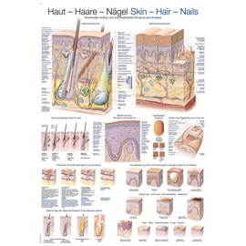 Educational Board "Skin Hair Nails" 50 x 70 cm