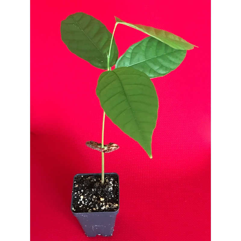 9waters TRINITARIO Theobroma Cacao Cocoa Chocolate Fruit Tree Potted Plant