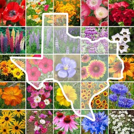 Eden Brothers Texas Wildflower Mixed Seeds for Planting, 1/4 lb, 120,000+ Seeds with Cornflower, Birds Eyes, African Daisy, Attracts Pollinators, Plant in Spring or Fall, Zones 3, 4, 5, 6, 7, 8, 9, 10
