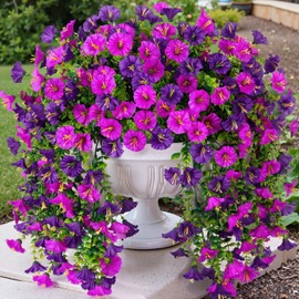 Kalevia Artificial Flowers for Outdoors Decor, UV and Fade Resistant Morning Glory 4Pcs Dark Purple and Purple Fake Hanging Flowers Porch Balcony Planter Home Decor