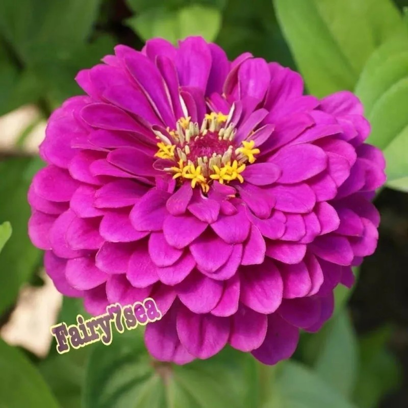 Fairy7Seas Zinnia Seeds - Zinnia Elegans - Dahlia Flowered Purple