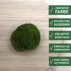 sphagnum-shop.com Bollenmoos preserved for moss pictures, decorative moss, premium quality,