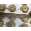 Horseshoe Crab Shells Molts - 5 Piece Lot - $25
