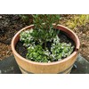 OAKENZ Oak Barrel Planter Liner Kit