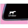 German Shorthair Pointer Got Birds TP 1332 Vinyl 6" Decal