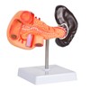 Simedutech Pancreas Spleen Anatomy Model, Normal