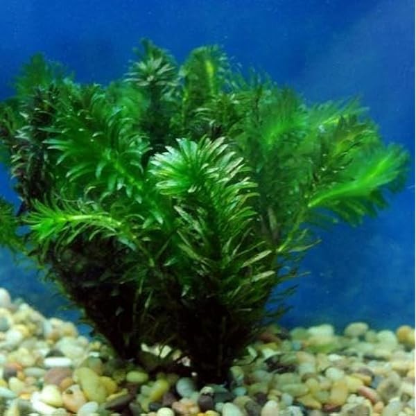 Anacharis | Elodea Densa Live Aqurium Plants Buy 2 Get