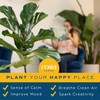 Costa Farms Fiddle Leaf Fig, Live Indoor Floor Plant, Ficus