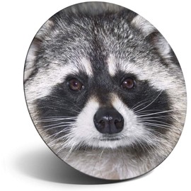 Destination Vinyl ltd Magnet for Refrigerator, Fridge - Cute Raccoon Face for Office, Cabinet and Whiteboard, Magnetic Stickers, 14190