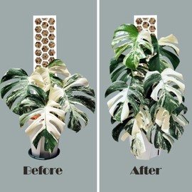 Haispring Plastic Moss Pole 4 Pack 17 Inch for Climbing Plants Monstera, Moss Pole Support for Indoor Plants, Plant Support for Monstera Work with Sphagnum Moss, Plant Lover Gifts（White）