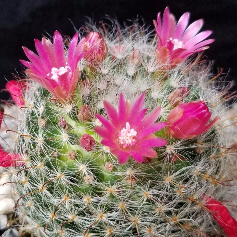 Mammillaria bocasana v. rosalviflora Cacti Cactus Succulent Real Live Plant