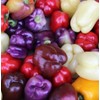 BELL PEPPER SEEDS MIX 50+ RED purple GREEN white YELLOW chocolate GARDEN VEGGIES