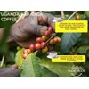 Ugandan Dark Roast Arabica Coffee Beans 100g | Single Origin