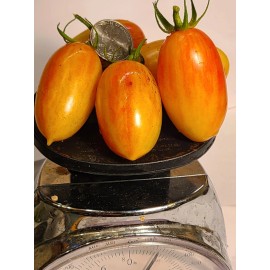 Incredible Edible Tomatoes Blush Cherry Tomato Seeds, Organic, Non-GMO, Delicious! - 15 seeds