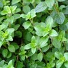 Common Italian Oregano Herb Garden Seeds - 1 Oz -