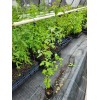 Unbranded Set 2 Trident Maple Trees - 6 to 12