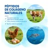Gwynne Péptidos Colágeno Múltiples 1800 Complejo Cápsulas Tipo Iii Una