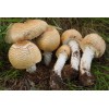 Out Grow The Prince (Agaricus augustus) Liquid Culture