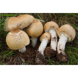 Out Grow The Prince (Agaricus augustus) Liquid Culture