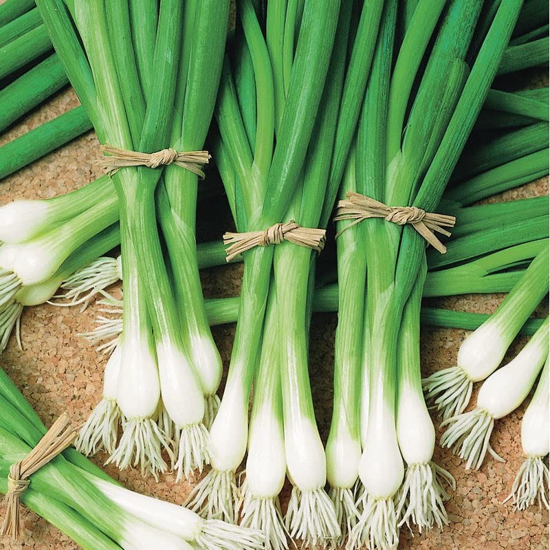 RAISE ME UP: Seeds Bunching Welsh Onion Green Non GMO