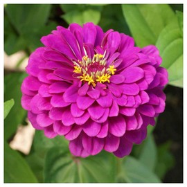 Everwilde Farms - 1/4 Lb Purple Prince Zinnia Wildflower Seeds - Gold Vault