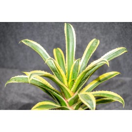 305greenery Hohenbergia Edmundoi (Albo) 6″ pot (Super Rare and very limited stock)