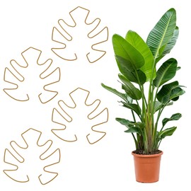 Tyqour 4pcs Plant Stem Support, Plant Supports for Indoor Plants Durable Iron Pothos Plant Climber Support, Nique Design for Optimal Growth, Indoor Plant Stakes (Gold, 13x14cm)
