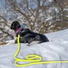 Wolfone Yellow 9m Long Line Lead Waterproof Recall Training Dog