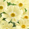 Outsidepride Lemonade Cosmos Bipinnatus Seeds - 50 Pcs Annual, Easy