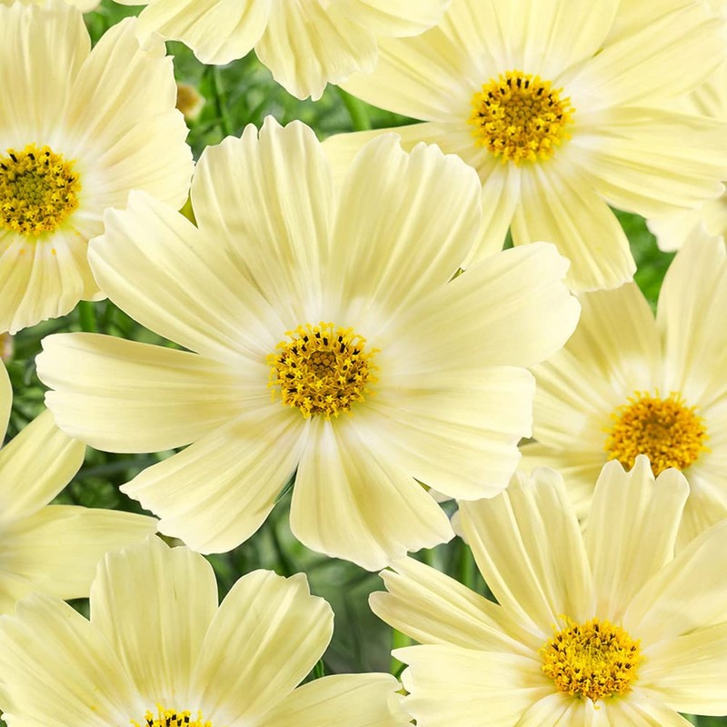 Outsidepride Lemonade Cosmos Bipinnatus Seeds - 50 Pcs Annual, Easy