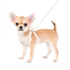 FEimaX Dog Harness with Backpack Adjustable Breathable Cute Pet Vest for Small Medium Dogs, Soft Padded Puppy Cat Harness with Lead Set for Outdoor Travel Walking