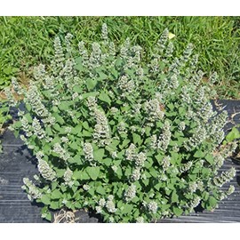 28,000 Catnip Seeds for Planting Grow Your own Catnip to Make Your Cat's Happy Heirloom Non GMO 28 Grams Garden Vegetable Bulk Survival Hominy