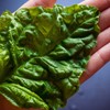Lettuce Leaf Basil 2 Gram ~141 Seeds – Non-GMO, Heirloom