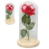 Rose in Glass Dome Lucky Beautiful Symbolism Romantic Enchanted Rose