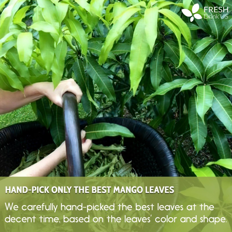 40 Natural Mango Leaf Tea Bags, 100% Pure from Mango