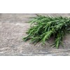 Rosemary Seeds for Planting, 100+ Heirloom Seeds Per Packet, (Isla's