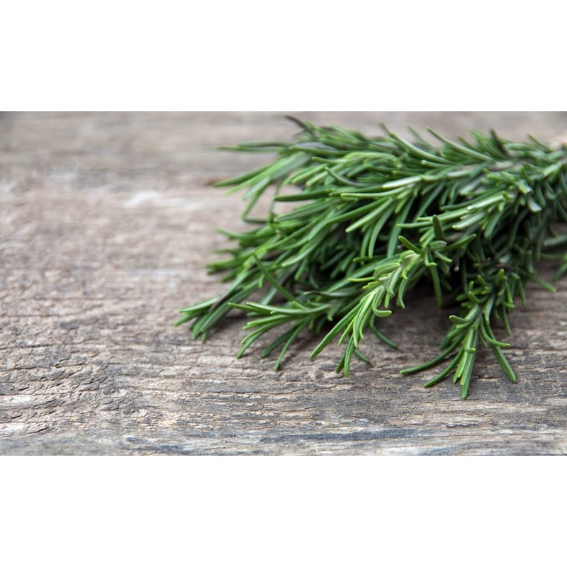 Rosemary Seeds for Planting, 100+ Heirloom Seeds Per Packet, (Isla's