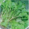 Turnip Green Seeds - Nozawana
